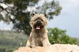 CAIRN TERRIER 547